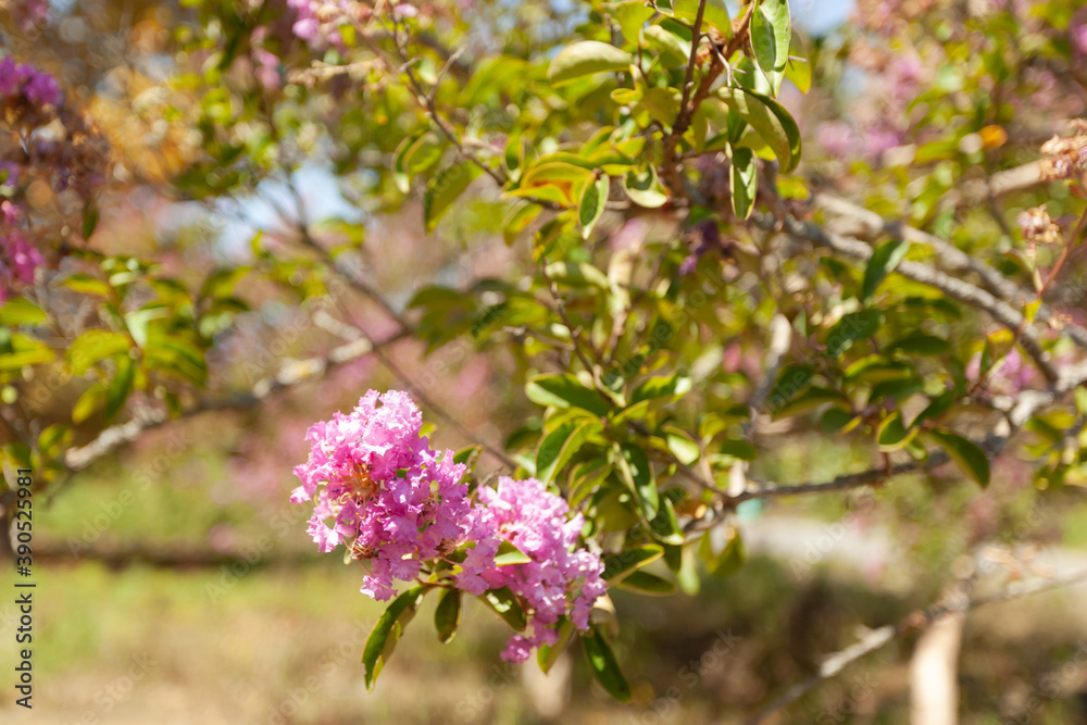 A branch with pink flowers on the tree close-up, used as a background A branch with pink flowers on the tree close-up, used as a background