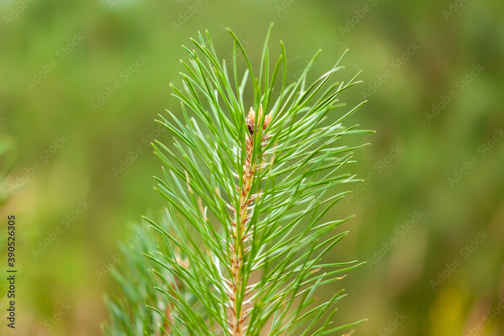 pine young green branch with needles on a blurred background of small pines with blurry background, used as a background or texture, soft focus pine young green branch with needles on a blurred background of small pines with blurry background, used as a background or texture, soft focus