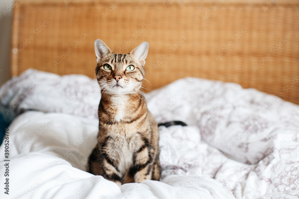 Beautiful pet cat sitting on a bed in bedroom at home looking up. Relaxing fluffy hairy striped domestic animal with green eyes. Adorable furry kitten feline friend.