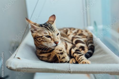 Cute little bengal kitty cat laying on the cat's window bed licking the paw.
