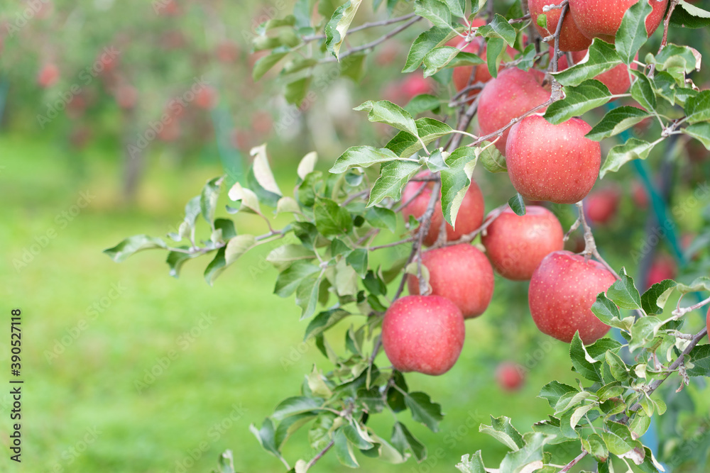 りんごの収穫期