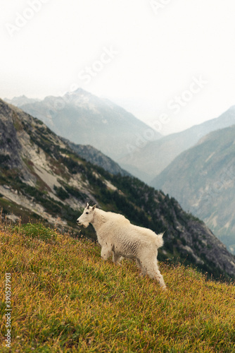 Mountain goat in cascade national park