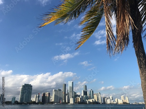 Miami South Florida skyscrapers skyline and bay at afternoon seen through palm tree photo picture