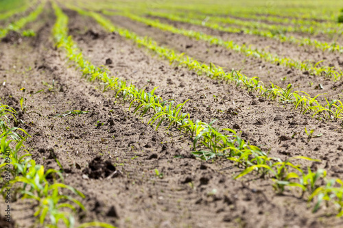 a sunlit agricultural field with green sweet corn