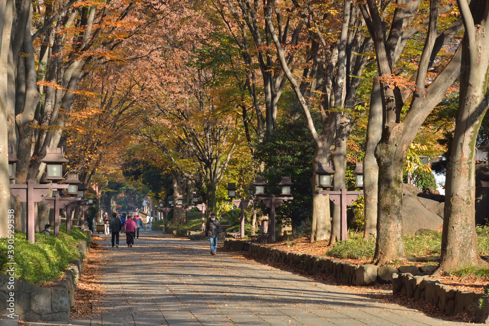 Naklejka premium 氷川参道