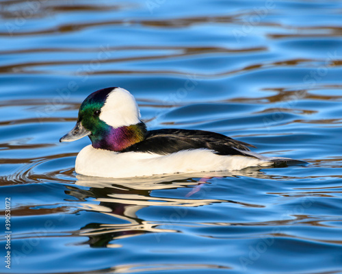 Stunning bufflehead male duck photo