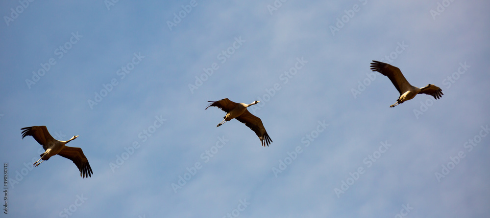 Fototapeta premium Migration of common cranes (Grus) from wintering. Birds flying in blue sky on spring day..