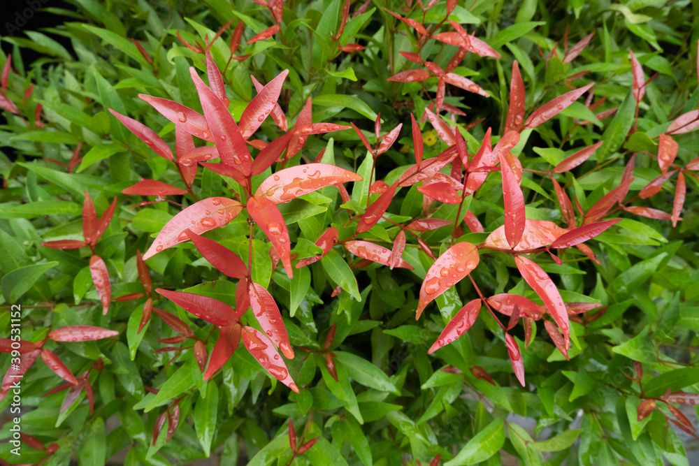 combination of red and green leaves exposed to morning dew combination of red and green leaves exposed to morning dew
