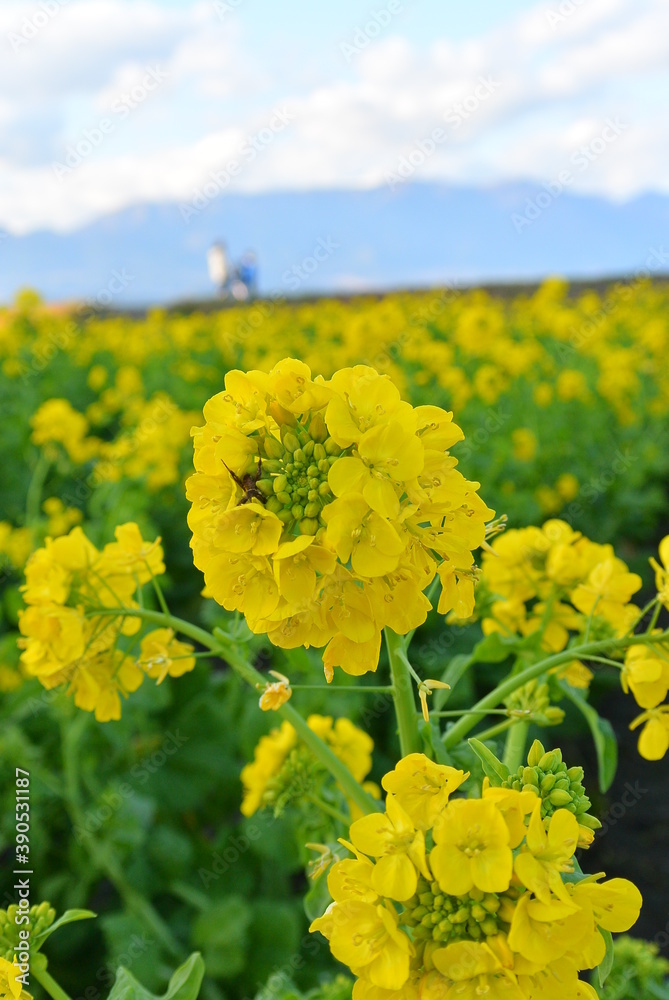 Obraz premium 琵琶湖湖岸に咲く菜の花畑です