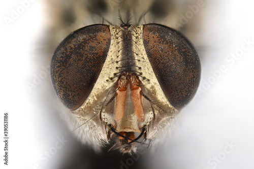 Macro Photo of Head of Dead Housefly Isolated on White Background