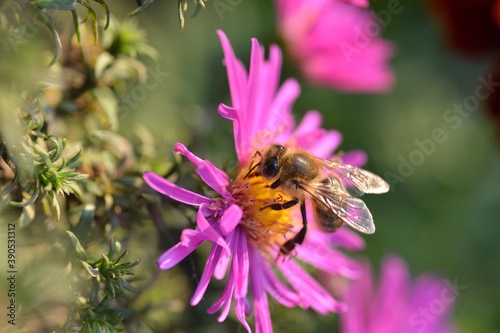 bee on a pink flower