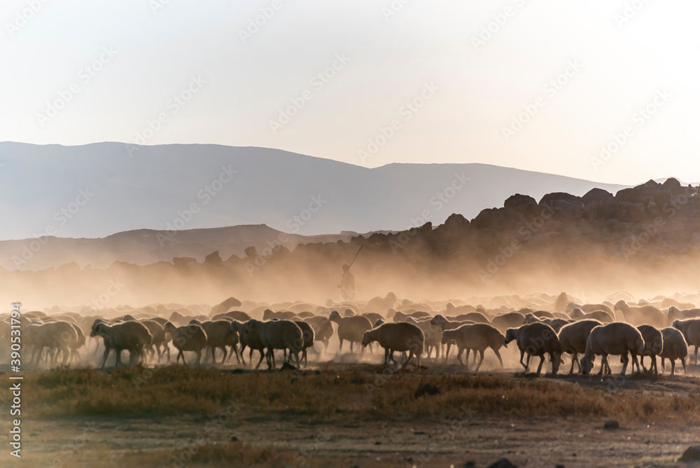 White sheep on the land with beautiful sunset. Many sheep walking around the field .Farm animals concept. White sheep on the land with beautiful sunset. Many sheep walking around the field .Farm animals concept.