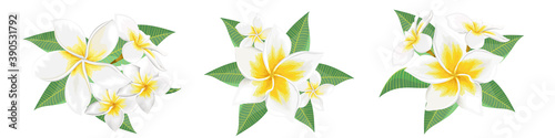 Vector set of tropical flowers on a white background. White frangipani, plumeria.