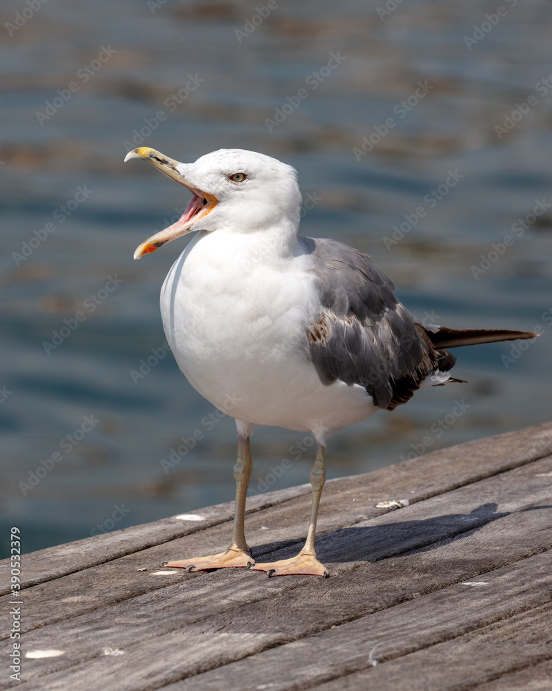 Gaviota patiamarilla: Habitantes del puerto Gaviota patiamarilla: Habitantes del puerto