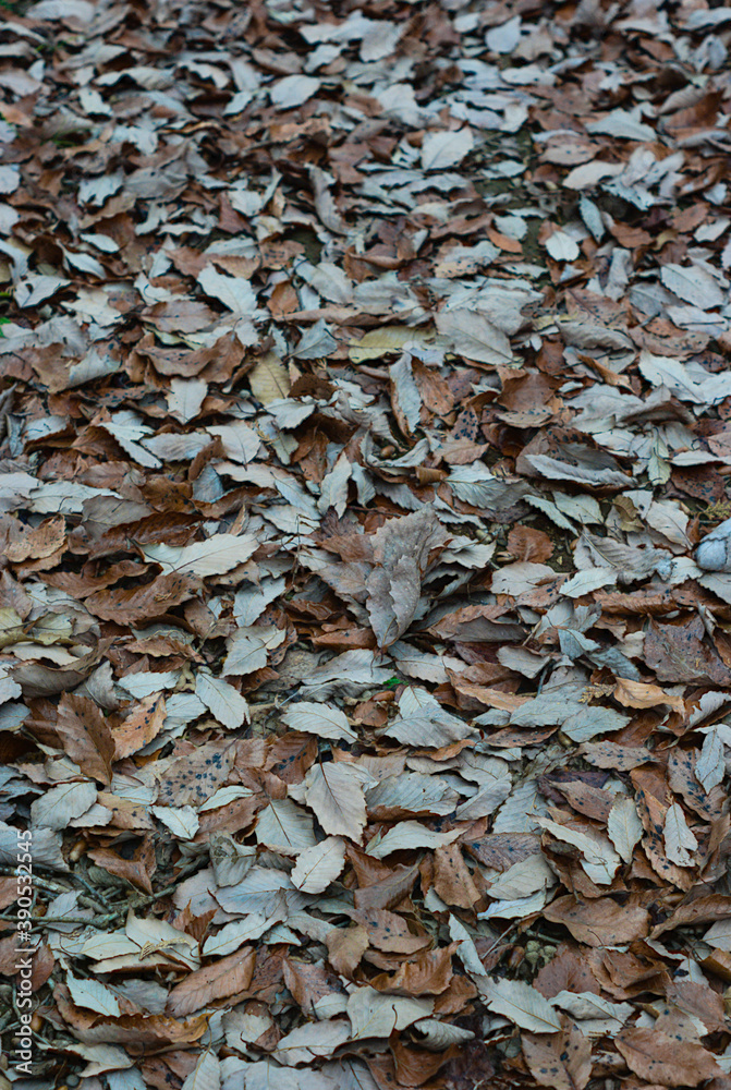 texture of the ground texture of the ground