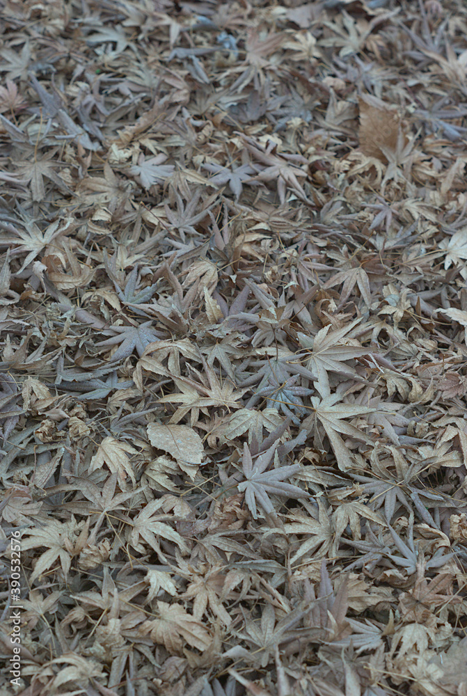 close up of a pile of dried herbs