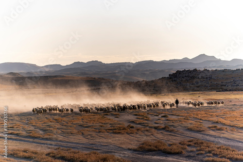 Fototapeta Naklejka Na Ścianę i Meble -  White sheep on the land with beautiful sunset. Many sheep walking around the field .Farm animals concept.