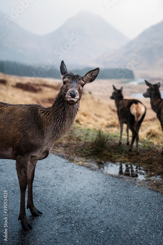 Deers on the road at Glen Etive  Scotland