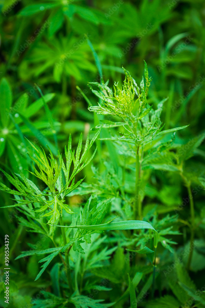 Green leaves of Artemisia plant in the garden. Selective focus. Green leaves of Artemisia plant in the garden. Selective focus.