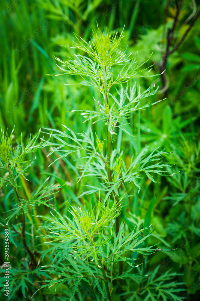 Green leaves of Artemisia plant in the garden. Selective focus. Green leaves of Artemisia plant in the garden. Selective focus.