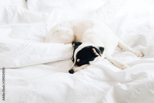 Jack russell terrier sleeping in a white bed