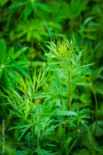 Green leaves of Artemisia plant in the garden. Selective focus.