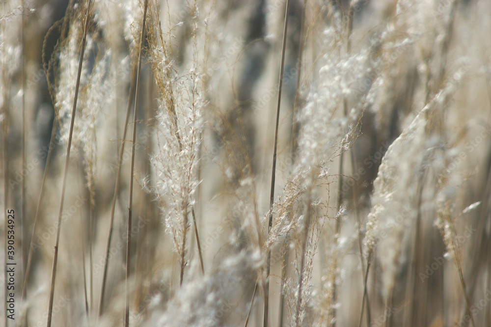 grass in the wind grass in the wind