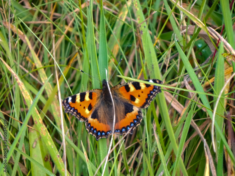 Obraz premium butterfly on grass