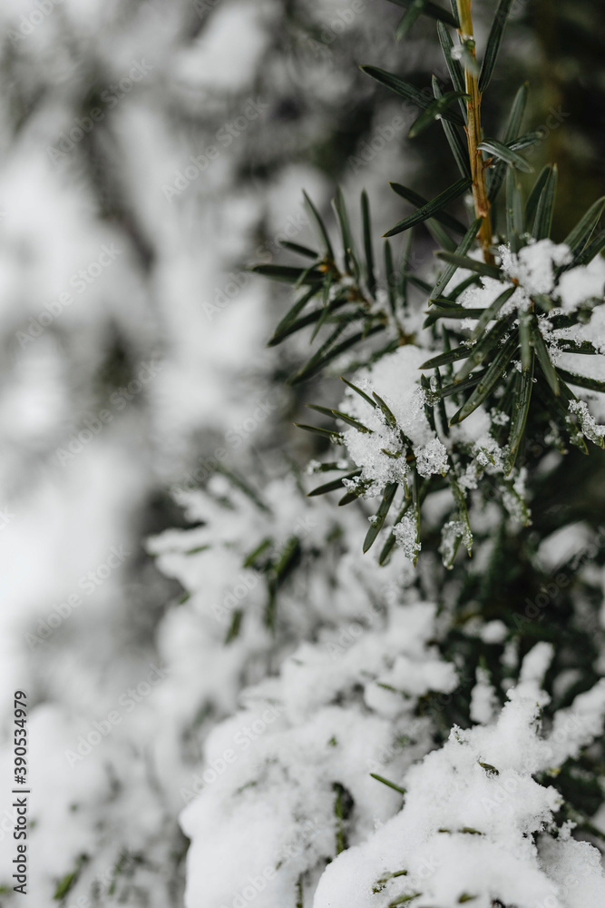 Closeup of spruce covered with snow