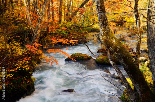 Fototapeta Naklejka Na Ścianę i Meble -  Oirase river stream in the Autumn season of Aomori, Japan.