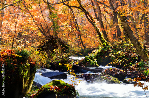 Autumn forest path and waterfall in the Autumn season.