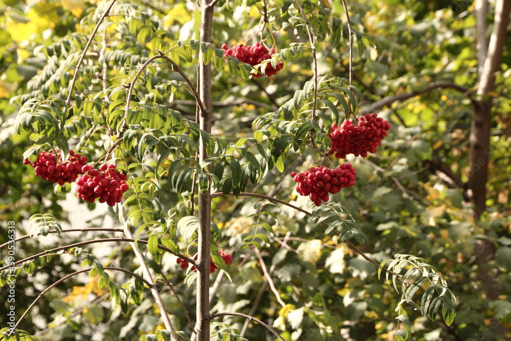 Autumn, red Rowan berries in the Park. Autumn, red Rowan berries in the Park.