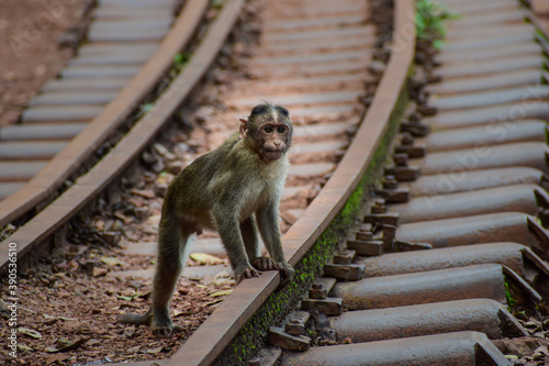 A baby monkey on a rail track shot during a trak into the matheran forest located in Maharashtra photo