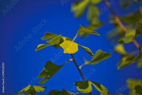 Autumn leaves of ginkgo biloba on a natural background. Landscaping in the home garden. © as_trofey