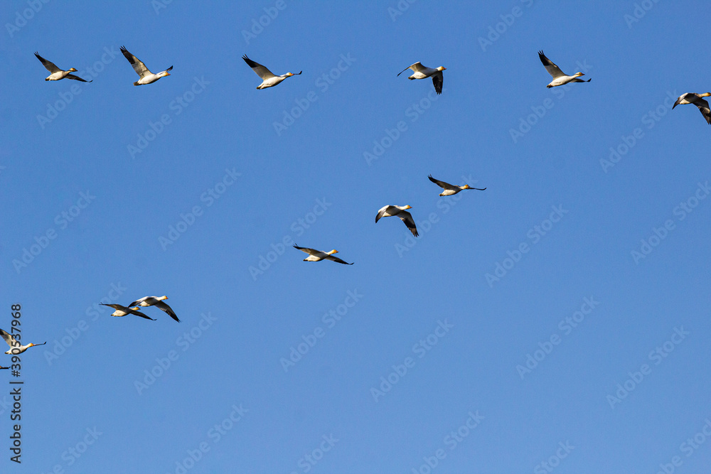 a flock of snow geese in a V-shaped formation flew overhead under clear blue sky on a sunny day