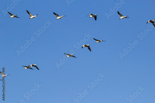 a flock of snow geese in a V-shaped formation flew overhead under clear blue sky on a sunny day © Yi