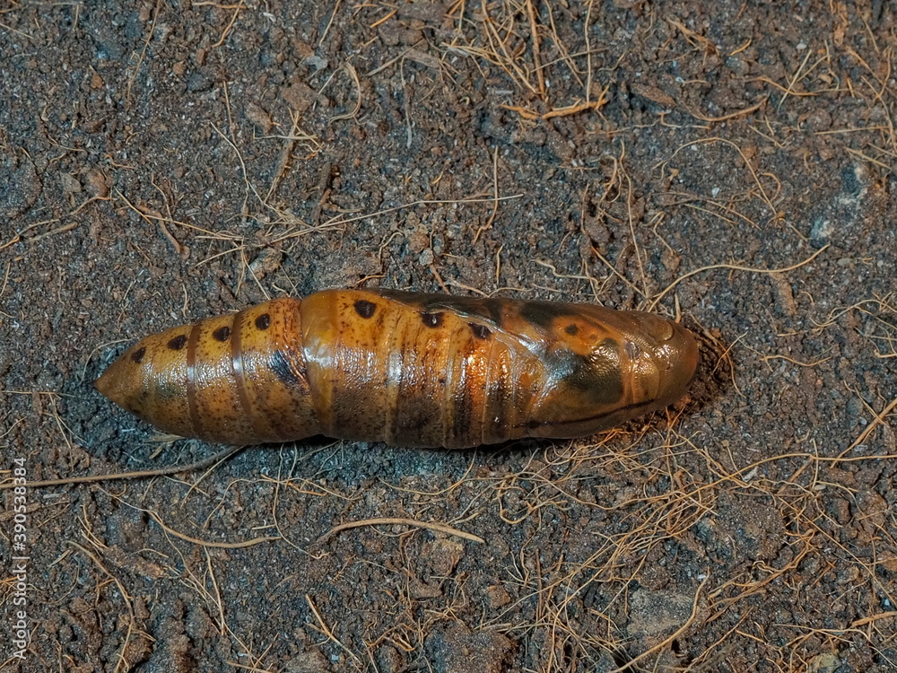 Top view close-up a pupa of Oleander Hawk-Moth (Daphnis nerii) on the soil texture background. Top view close-up a pupa of Oleander Hawk-Moth (Daphnis nerii) on the soil texture background.