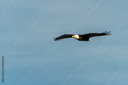 a shot of a majestic bald eagle flew overhead on a sunny day under the blue sky