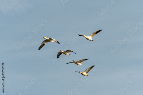 a group of five snow geese flew over cloudy blue sky