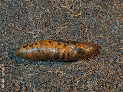 Top view close-up a pupa of Oleander Hawk-Moth (Daphnis nerii) on the soil texture background.
