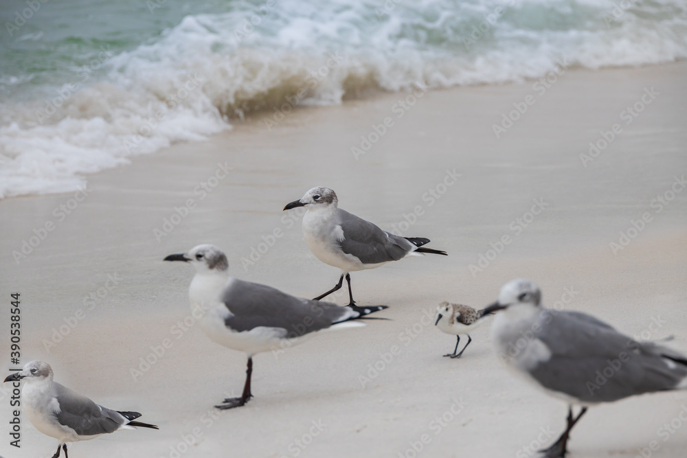 Seagulls in the sand on the beach
Seagulls in the sand on the beach