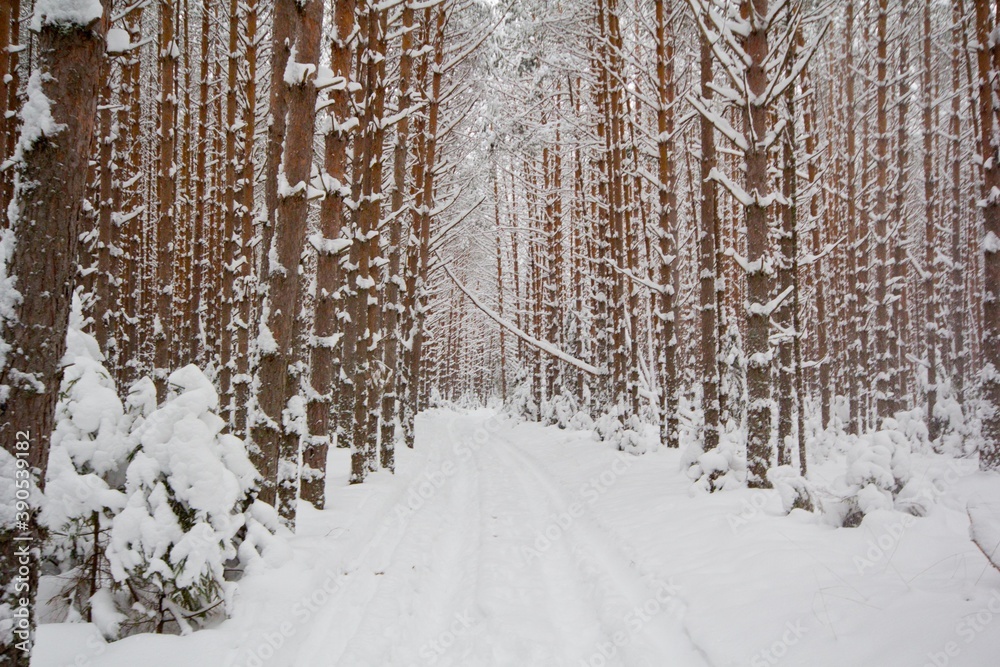 Fototapeta premium Winter forest concept. Trees in a snowy forest. Beauty of nature.
