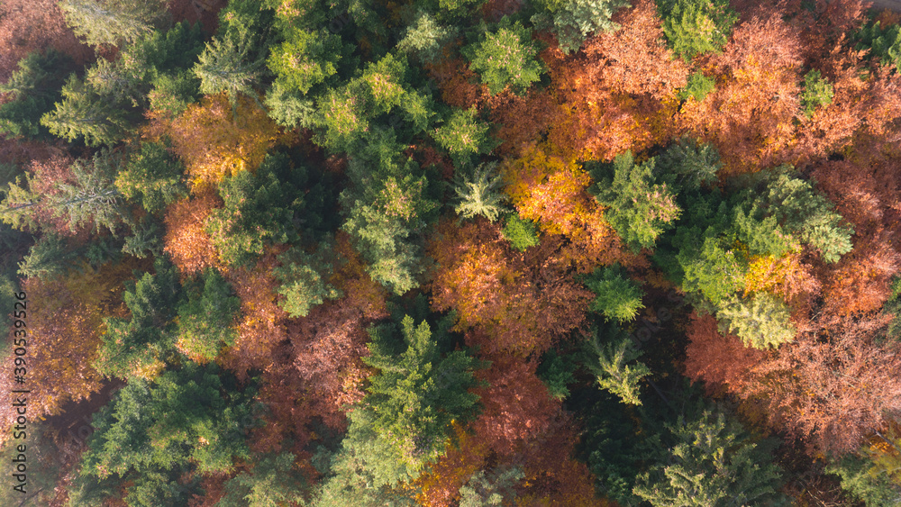 Aerial autumn forest pattern with pinetrees and colorful leaves