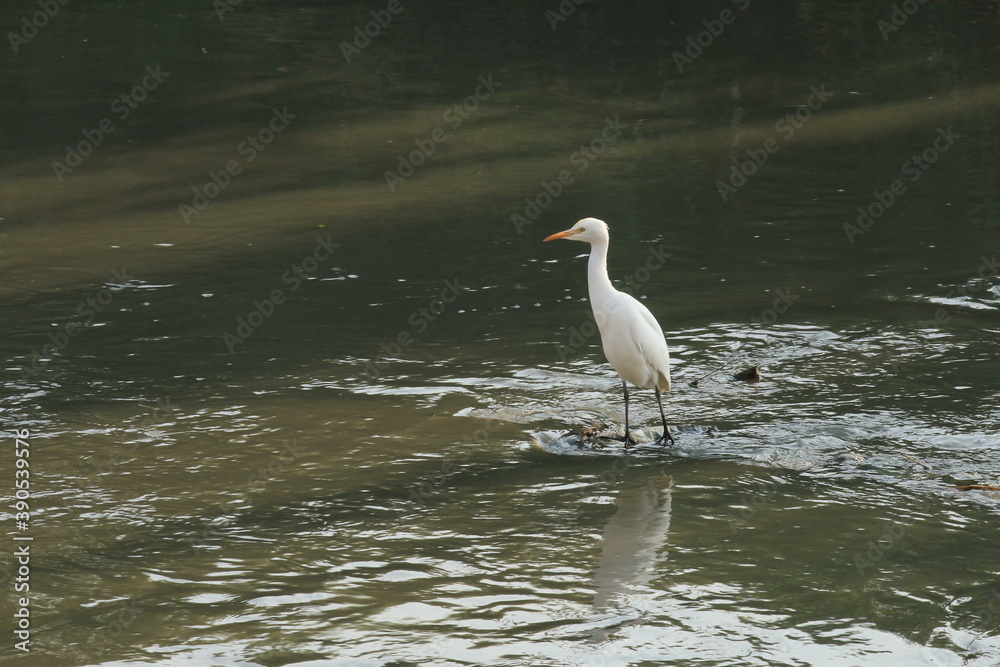 Obraz premium great white heron