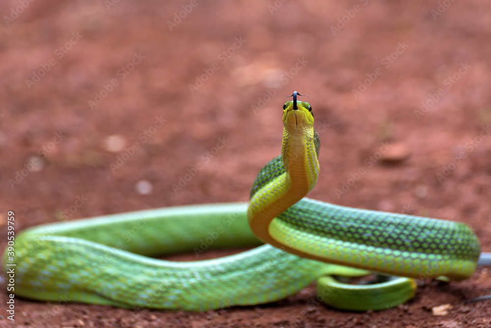 Obraz premium The arboreal rat snake in defensive position