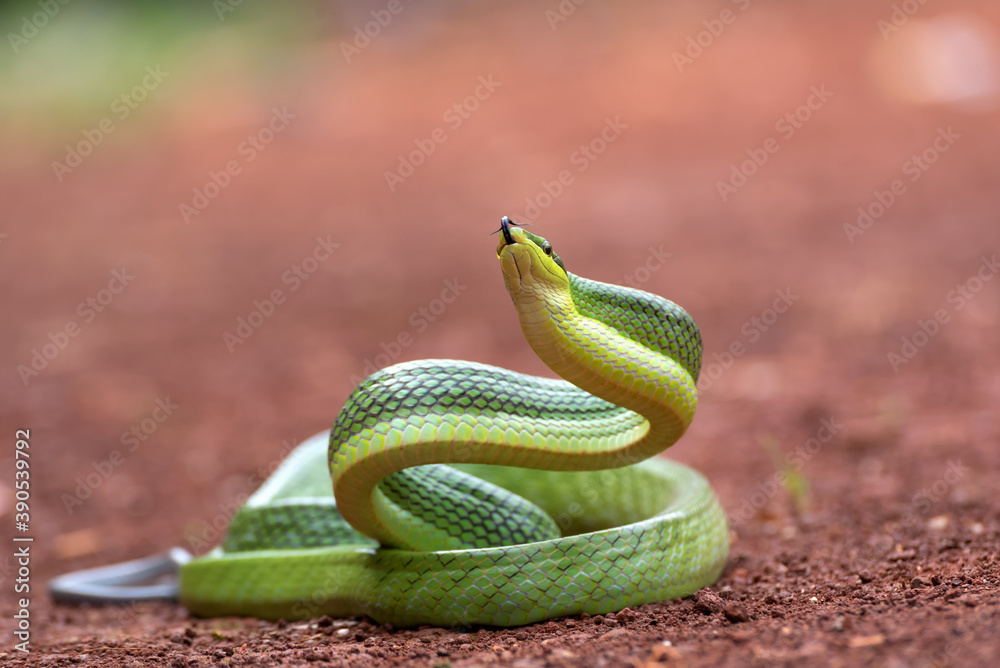 Fototapeta premium The arboreal rat snake in defensive position