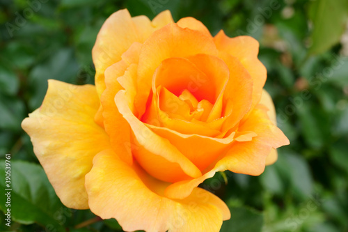 Close-up of a beautifully blooming rose named  Eureka 