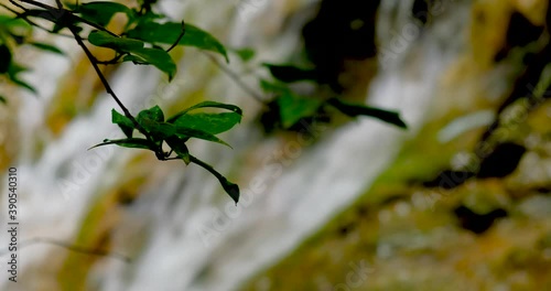 waterfall surrounded by swaying branches