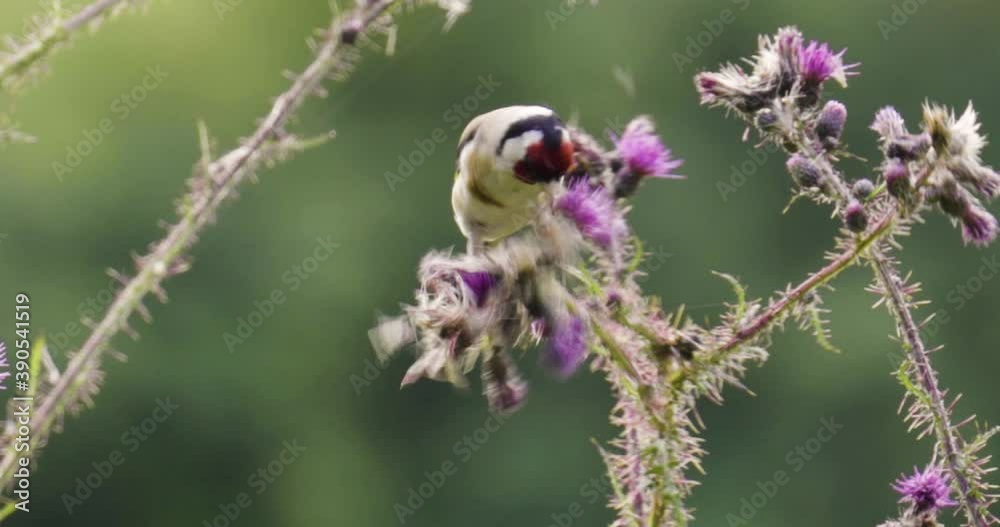 A single goldfinch eats seeds from a thistle plant in a wild field. mid/cu A single goldfinch eats seeds from a thistle plant in a wild field. mid/cu