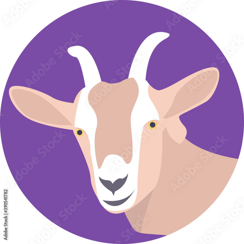  Goat, a hardy domesticated ruminant mammal. It is kept for its milk and meat, and noted for its lively behaviour 